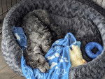 Un Bedlington Terrier allongé dans un panier et semblant dormir 