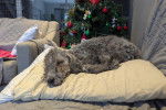 Un Bedlington Terrier allongé sur un oreiller et semblant dormir 
