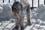 Un Bedlington Terrier sur une surface enneigée 