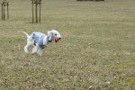 Un Bedlington Terrier courant sur un terrain herbeux et portant un habit pour chien 