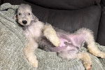 Un Bedlington Terrier allongé sur un canapé et regardant vers la caméra