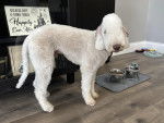 Un Bedlington Terrier sur un plancher 