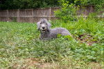 Un Bedlington Terrier allongé sur un terrain herbeux et portant un collier autour du cou