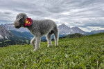 Un Bedlington Terrier sur une surface herbacée et portant un foulard autour du cou