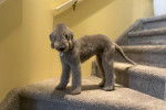 Un Bedlington Terrier sur une marche d'escaliers et portant un collier autour du cou