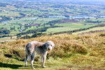 Un Bedlington Terrier sur une surface herbacée et portant un collier autour du cou
