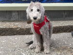 Un Bedlington Terrier assis sur une surface bétonnée et portant un harnais 
