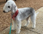 Un Bedlington Terrier sur une surface bétonnée et qui est tenu en laisse