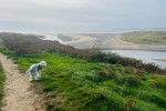 Un Bedlington Terrier sur un terrain herbeux et portant un harnais 