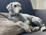 Un Bedlington Terrier allongé sur un canapé et portant un collier autour du cou