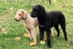 Deux Bedlington Terrier sur un terrain herbeux et qui sont tous les deux tenus en laisse 