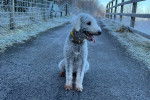 Un Bedlington Terrier assis sur une route bitumée et portant un collier autour du cou