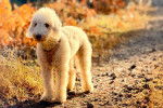 Un Bedlington Terrier sur un chemin en terre et portant un harnais 