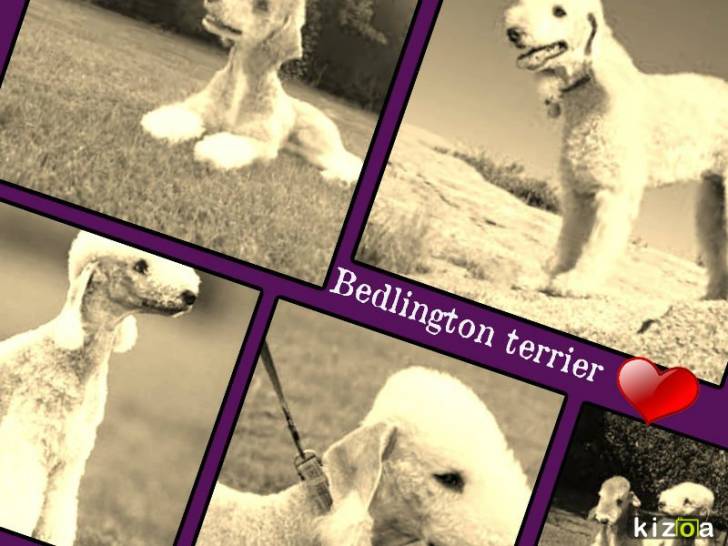 Para:Dolann - Bedlington Terrier (2 ans)