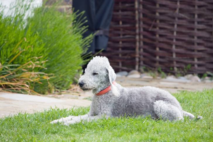 Bedlington Terrier - Bedlington Terrier