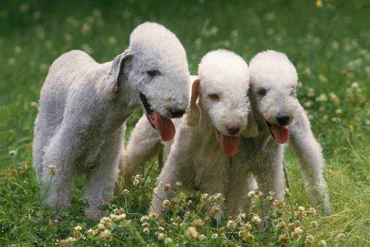 Trois Bedlington Terriers jouent dans l'herbe