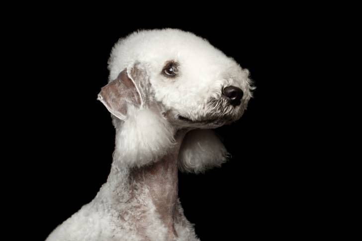 Photo Bedlington Terrier