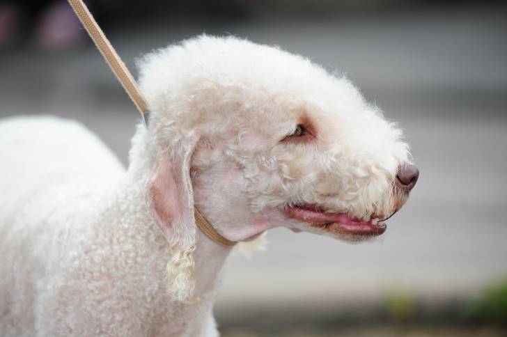 Vue de profil de la tête d'un Bedlington Terrier