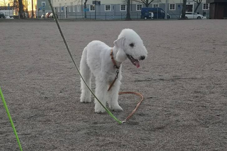 Un Bedlington Terrier sur des gravillons et qui est tenu en laisse