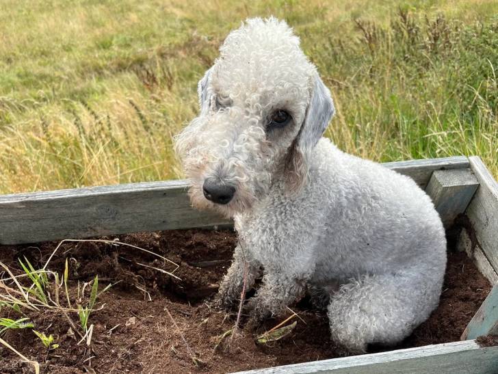 Un Bedlington Terrier assis sur une surface sableuse 