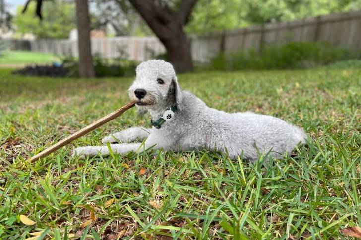 Un Bedlington Terrier allongé sur une surface herbacée et portant un collier autour du cou