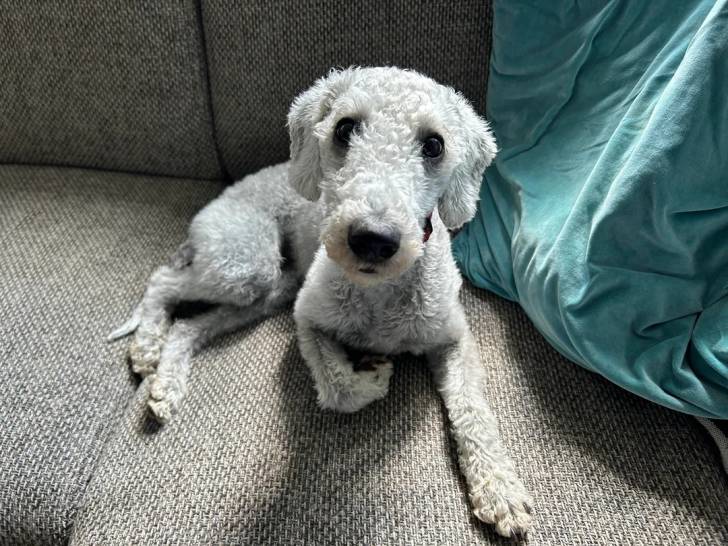 Un Bedlington Terrier allongé sur un canapé et portant un collier autour du cou