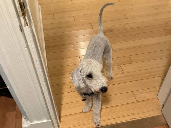 Un Bedlington Terrier sur un sol carrelé et portant un collier autour du cou