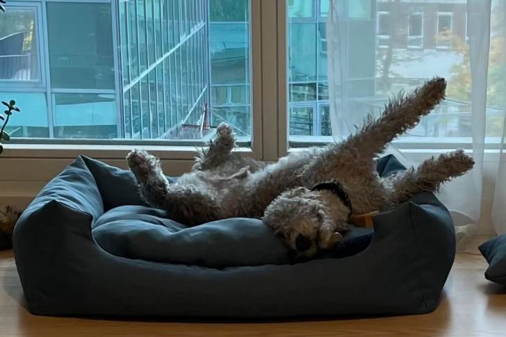 Un Bedlington Terrier allongé dans un panier et portant un collier autour du cou