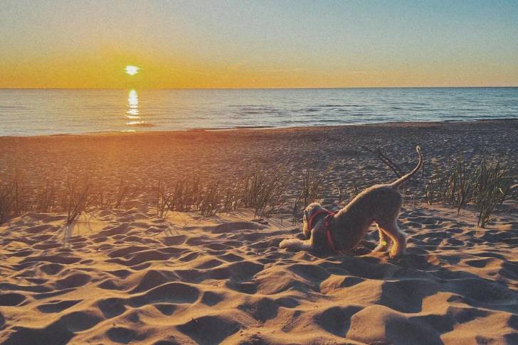 Un Bedlington Terrier sur une surface sableuse et portant un harnais 