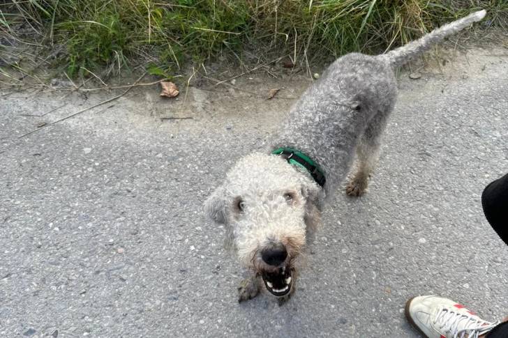 Un Bedlington Terrier sur une surface bitumée et portant un collier autour du cou