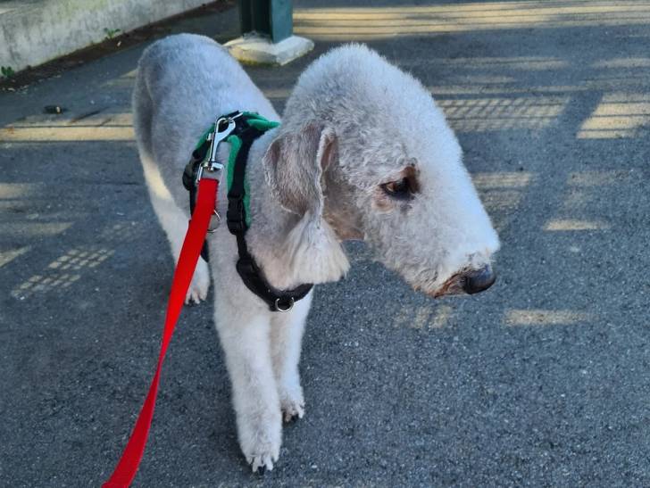 Un Bedlington Terrier sur une surface bitumée et qui est tenu en laisse 
