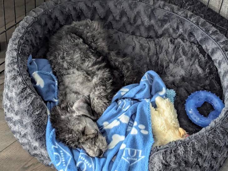 Un Bedlington Terrier allongé dans un panier et semblant dormir 