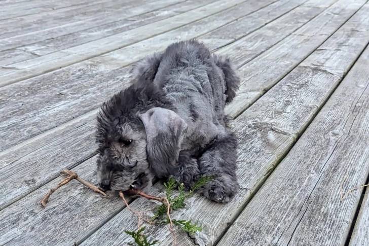 Un Bedlington Terrier allongé sur un plancher 