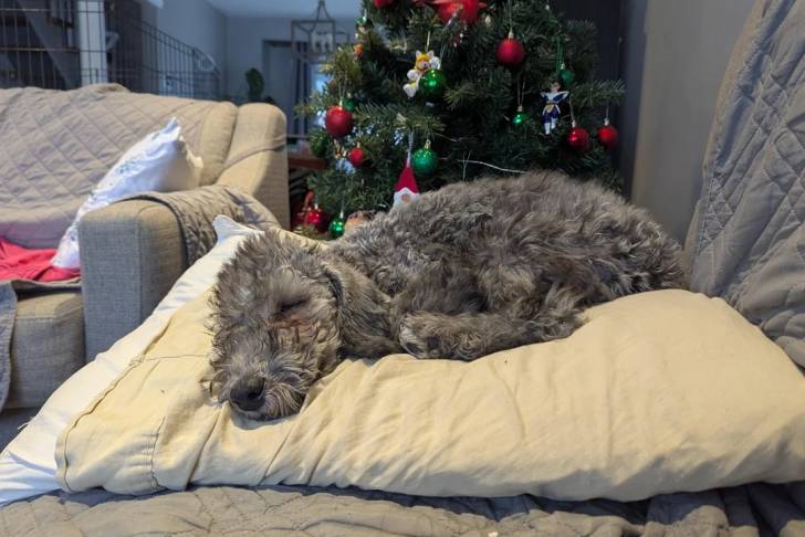 Un Bedlington Terrier allongé sur un oreiller et semblant dormir 