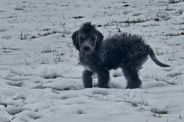 Un Bedlington Terrier sur une surface enneigée et regardant vers la caméra 