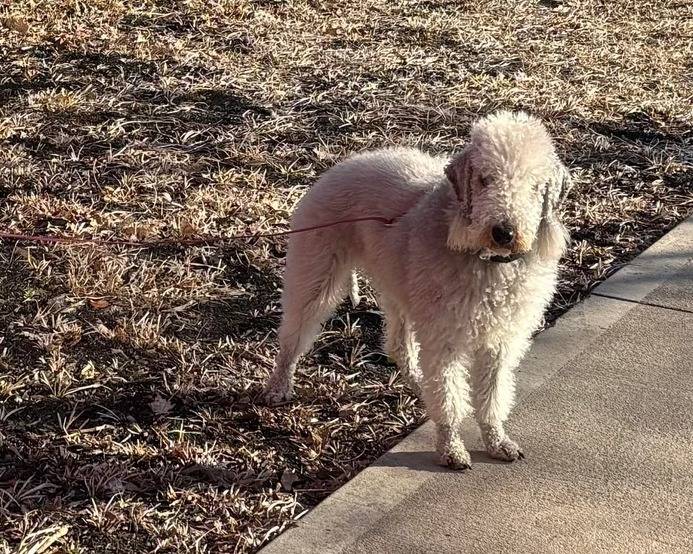 Un Bedlington Terrier sur une zone d’herbe sèche juste au bord d’un chemin en béton 