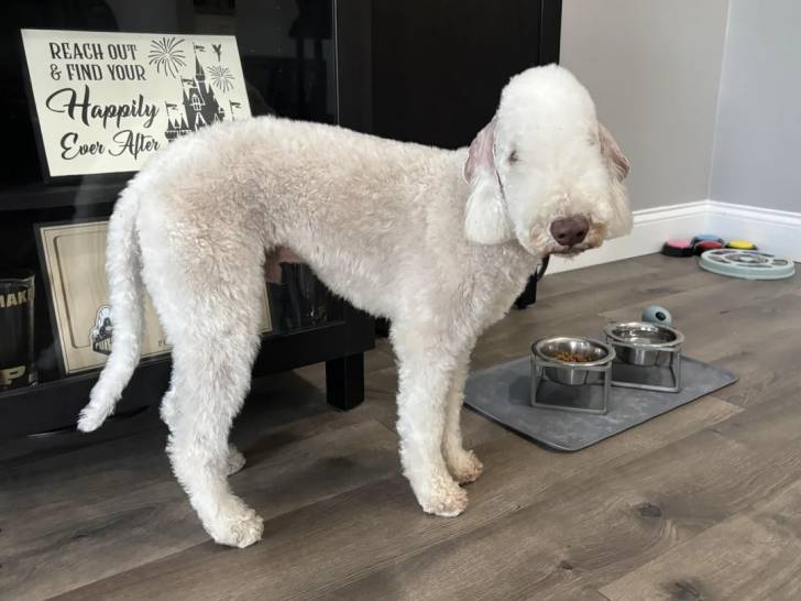 Un Bedlington Terrier sur un plancher 
