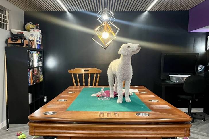 Un Bedlington Terrier sur une table
