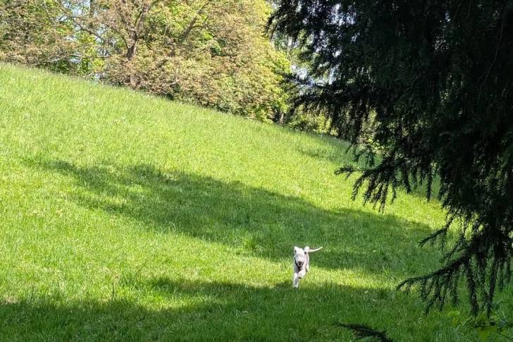 Un Bedlington Terrier courant sur une surface gazonnée et portant un harnais 