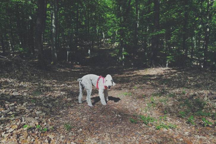 Un Bedlington Terrier sur un sol jonchés de feuilles mortes et portant un harnais 