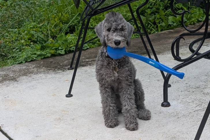 Un Bedlington Terrier assis sur une surface bétonnée et portant un collier autour du cou