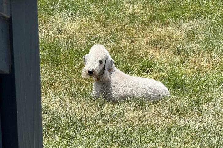 Un Bedlington Terrier allongé sur un terrain herbeux 