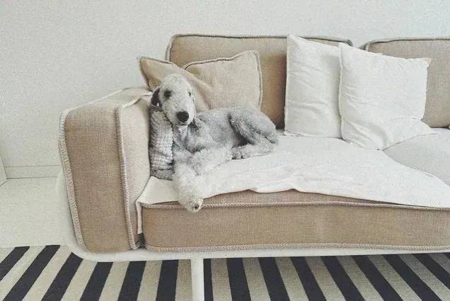 Un Bedlington Terrier allongé sur un canapé 