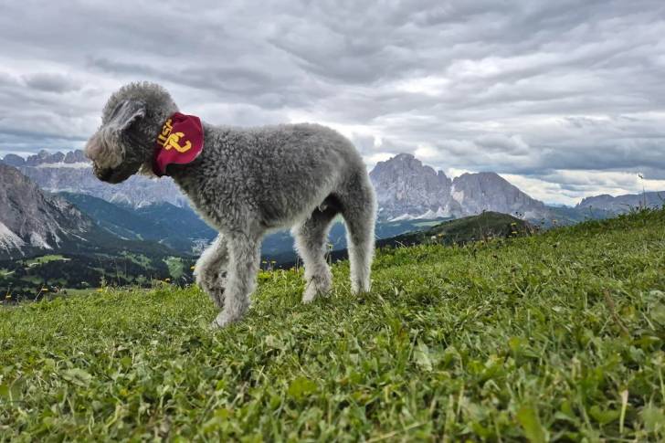 Un Bedlington Terrier sur une surface herbacée et portant un foulard autour du cou