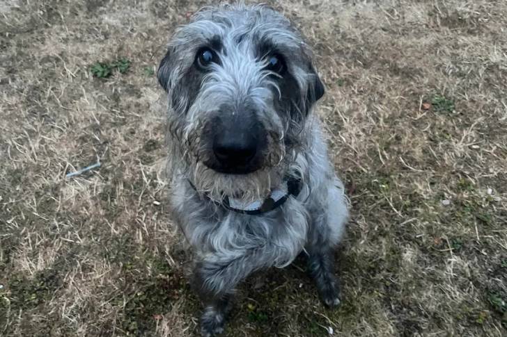 Un Bedlington Terrier assis sur une surface herbacée et portant un collier autour du cou 
