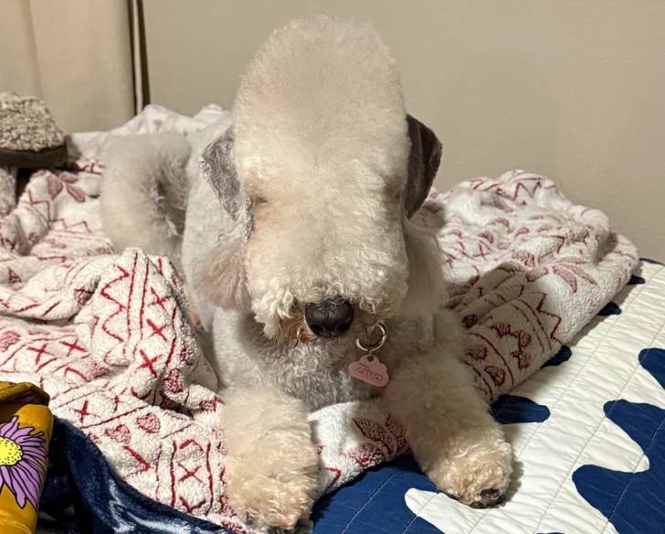Un Bedlington Terrier allongé sur un lit et portant un collier autour du cou
