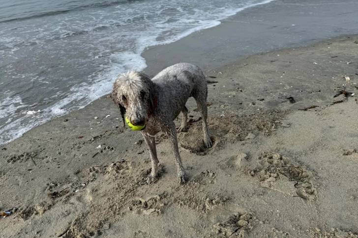 Un Bedlington Terrier sur une surface sableuse et ayant une balle dans sa gueule 