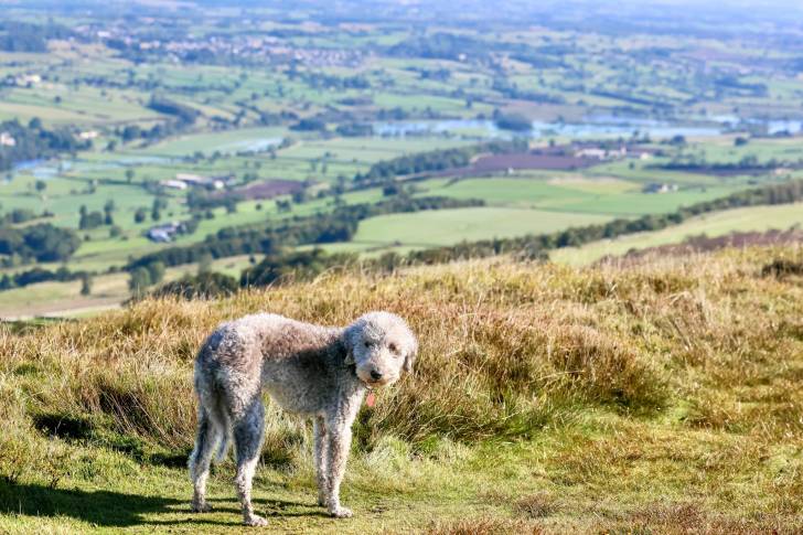 Un Bedlington Terrier sur une surface herbacée et portant un collier autour du cou