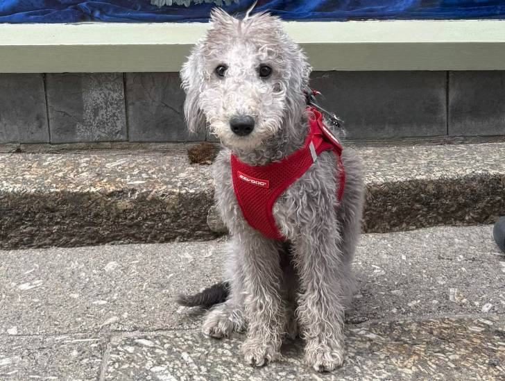 Un Bedlington Terrier assis sur une surface bétonnée et portant un harnais 