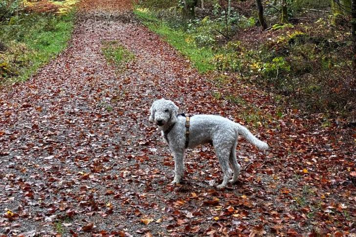Un Bedlington Terrier sur un sol jonchés de feuilles mortes et portant un harnais 